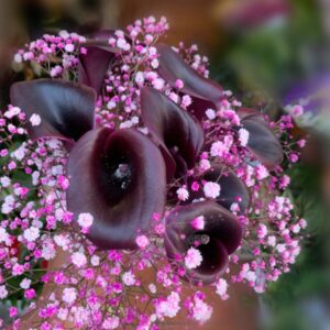 Ramo de flores de temporada con calas negras y llamanovios rosas